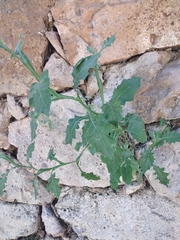 Magnoliopsida