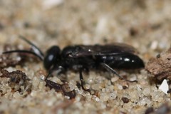 Tachysphex nitidus