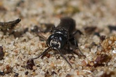 Tachysphex nitidus