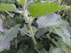 Ballota nigra