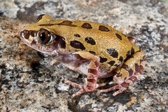 Kassina senegalensis