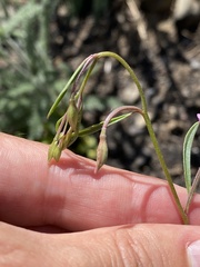 Clarkia modesta