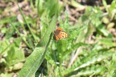 Lycaena phlaeas