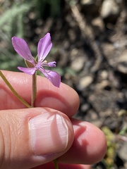 Clarkia modesta