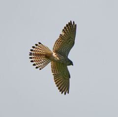 Falco tinnunculus