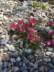 Tulipa humilis