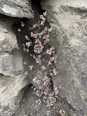 Aleuritopteris argentea