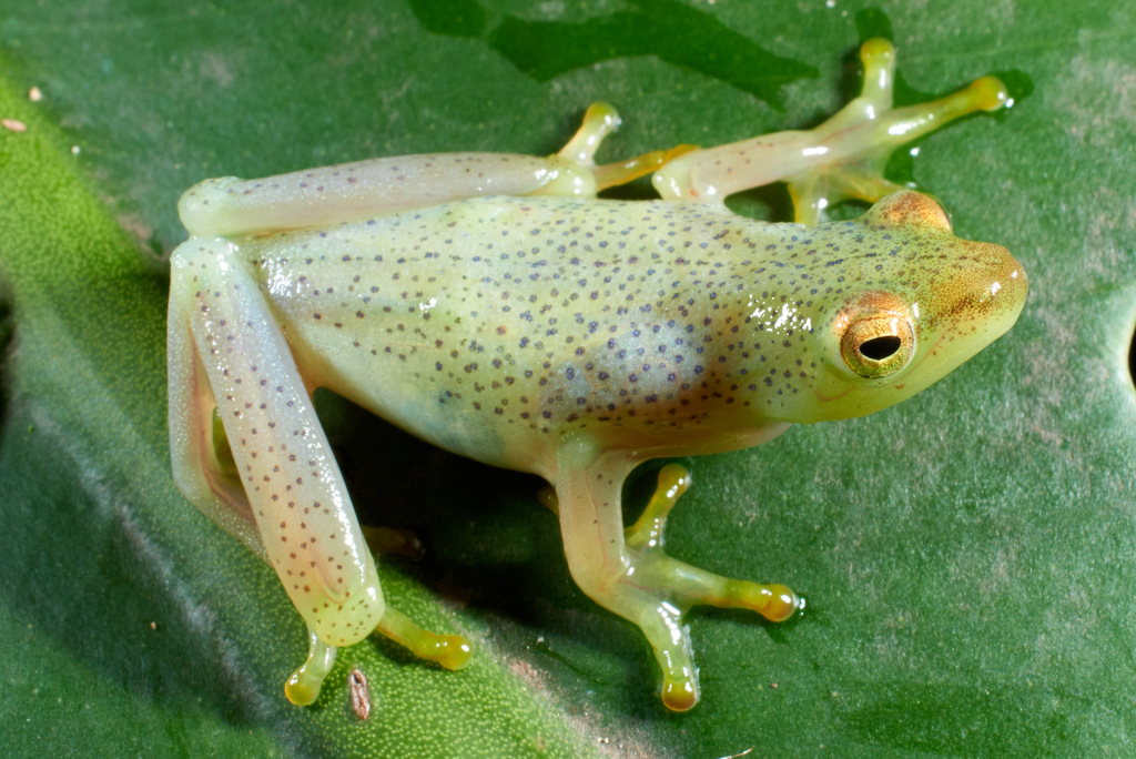 Howell's Long Reed Frog