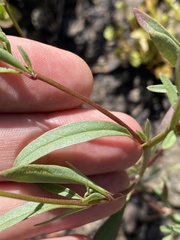 Clarkia modesta