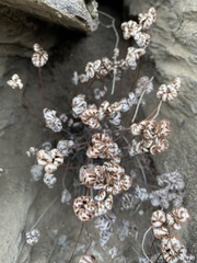 Aleuritopteris argentea