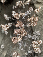 Aleuritopteris argentea