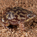 Shovel-nosed Frog - Photo (c) michelemenegon, some rights reserved (CC BY-NC), uploaded by michelemenegon