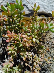 Lampranthus falciformis