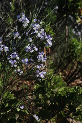 Psoralea aphylla