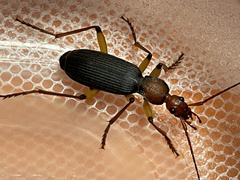Galerita orientalis