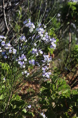 Psoralea aphylla