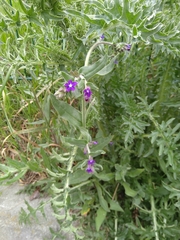 Anchusa officinalis
