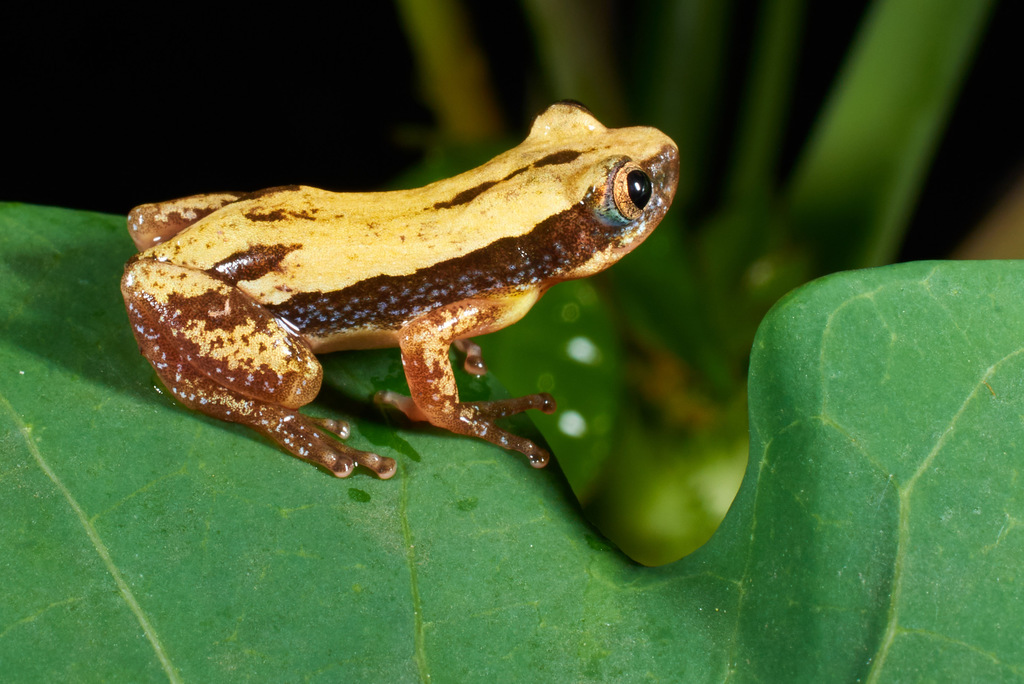 Kenya Banana Frog