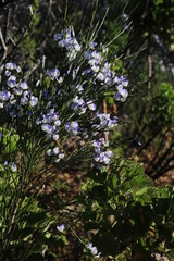Psoralea aphylla