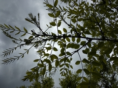Angiospermae