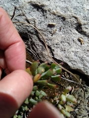 Lampranthus falciformis