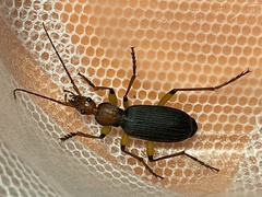 Galerita orientalis