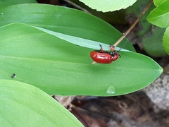 Lilioceris merdigera