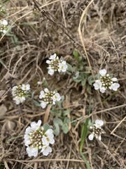 Noccaea cochleariformis