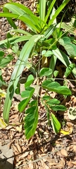 Magnoliopsida