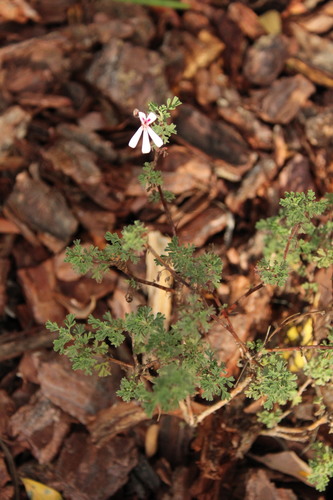 Image of Southernwood-Leaf Storksbill (Pelargonium abrotanifolium) by (c) Corne Brink, some rights reserved (CC BY-SA)