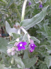 Anchusa officinalis