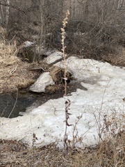 Artemisia integrifolia