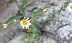 Erigeron karvinskianus
