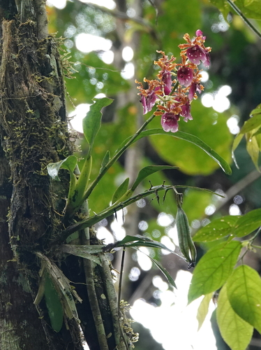 Oncidium fuscatum, photograph 3