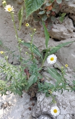 Erigeron karvinskianus