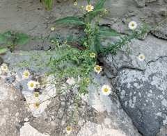 Erigeron karvinskianus