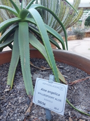 Aloe angelica