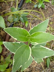 Angiospermae