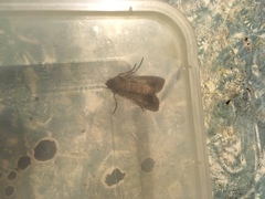 Agrotis ipsilon