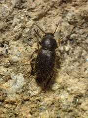 Eleodes littoralis