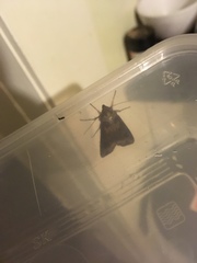 Agrotis ipsilon