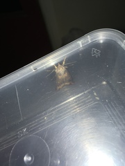 Agrotis ipsilon