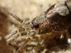 Petrobiinae