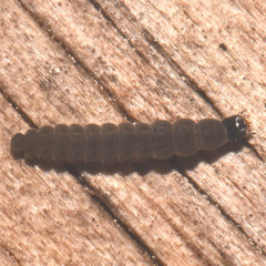 Rhagonycha fulva