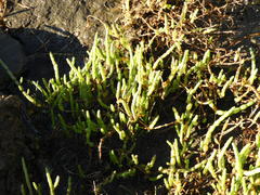 Salicornia tegetaria