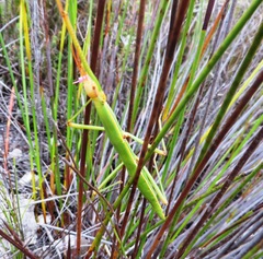 Macynia labiata