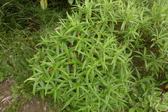 Veronica stricta