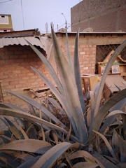 Agave tequilana