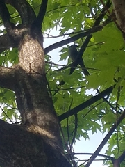 Dumetella carolinensis