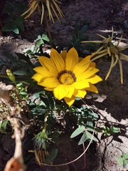 Gazania